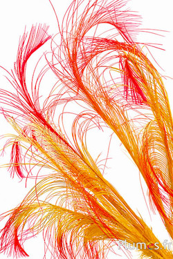Fazant Hoki - 45-50 cm - geel-rood